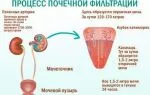 Что такое первичная моча, как и где она образуется, из чего состоит?