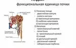 Роль почек в жизнеобеспечении организма человека и их функции