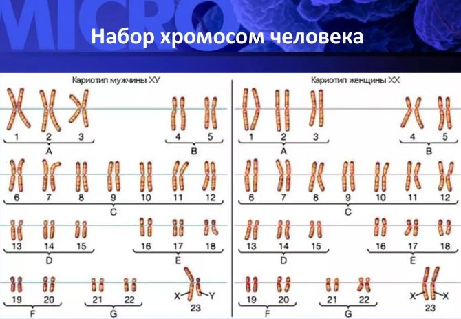 набор хромосом человека