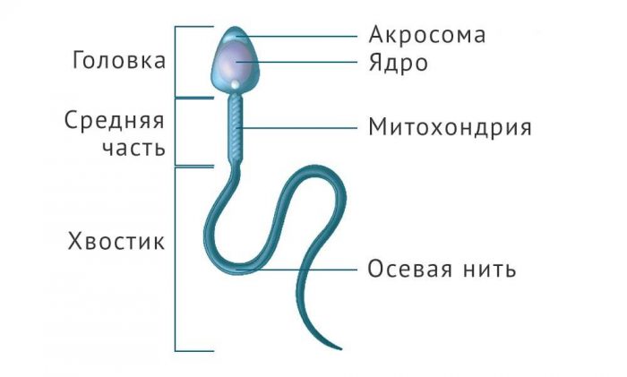 Патологические формы в спермограмме: виды, нормы, аномалии шейки, головки и хвоста