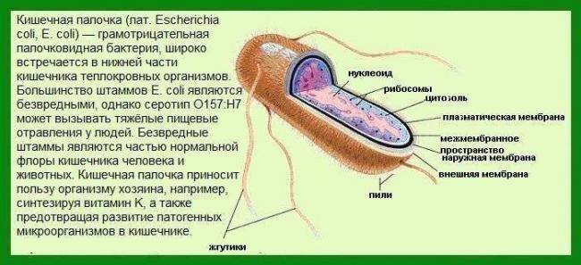 37417487-kishechnaya-palochka-prostaty-1.jpg