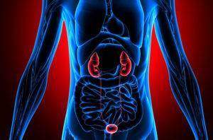 kidneys-1-300x198.jpg