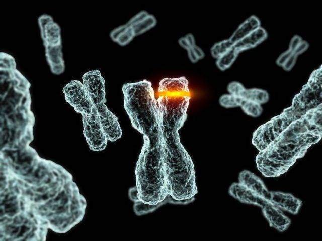 hromosomy-e1562518051577.jpg