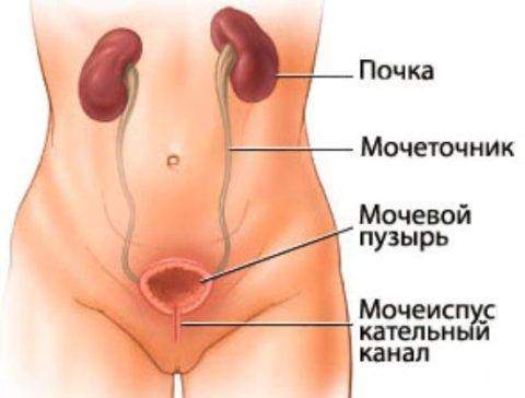 na-foto-anatomicheskoe-stroenie-mochevyvodyaschey--480x364.jpg