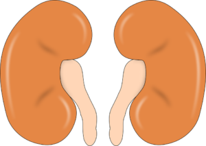 kidney-300x213.png