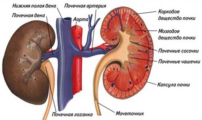 kidney-pic.jpg