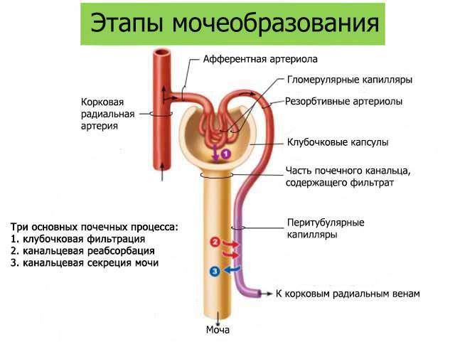 Pervichnaya-urina-obrazovanie.jpg