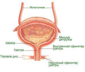 urinary-bladder-300x255.jpg