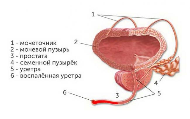 reproduktivnaya-sistema-muzhchin.jpg