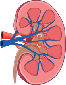 kidney-392x506-232x300.png