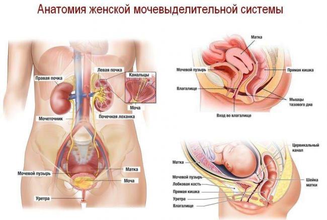 Anatomiya-e1533123922223.jpg