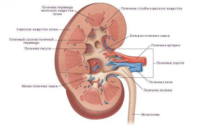 kidney9.jpg