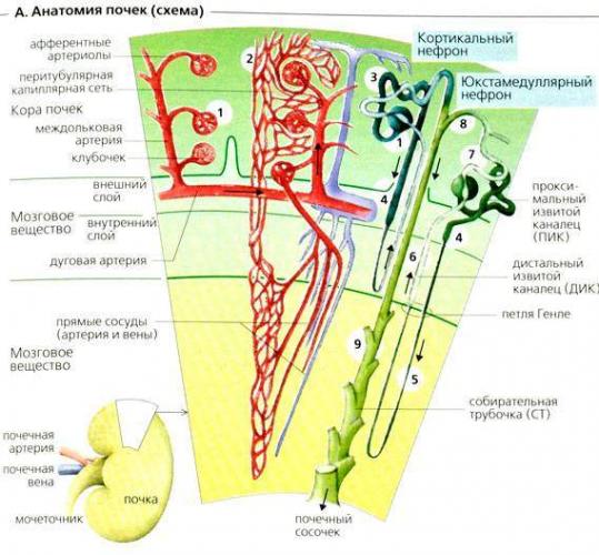 anatomija-pochek.jpg