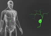 gallbladder-zoom-anatomy-footage-085783377_prevstill-167x120.jpeg