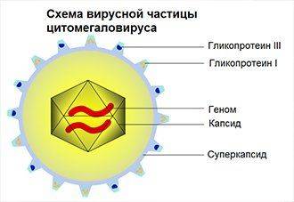 citomegalovirus.jpg