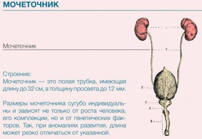 Мочеточник анатомия у женщин фото и описание