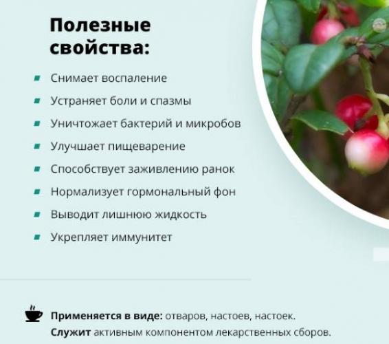 medvezhe-ushko-trava-lechebnye-svoystva-i-primenenie-3.jpg